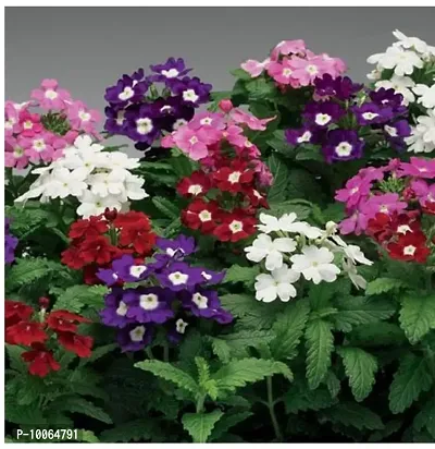 Nature Mayaa Verbina Mix Flower Plant Seeds For Home Garden 100+seeds in Pack-thumb0