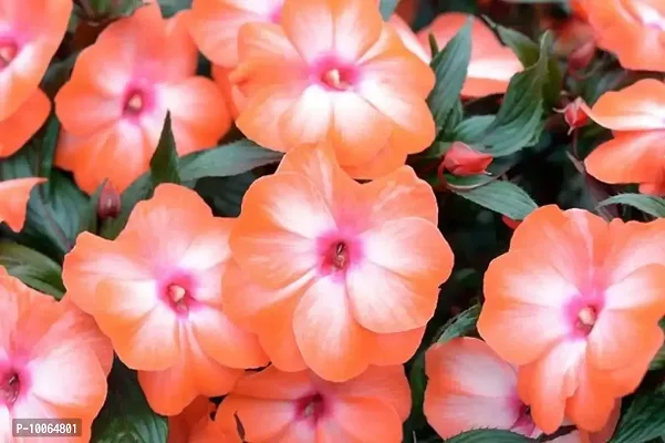 Nature Mayaa Vinca Pecifica Flower Seeds