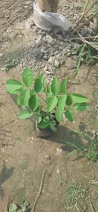 Natural Aparajita/ Butterfly Pea Plant-thumb2