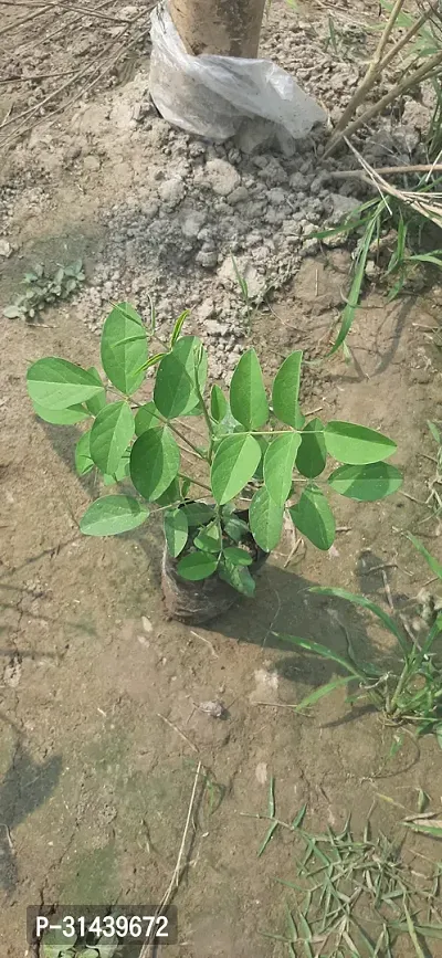 Natural Aparajita/ Butterfly Pea Plant-thumb3