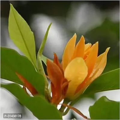 Natural Golden Champa Plant