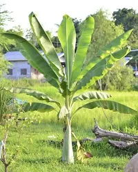 Natural Banana Plant-thumb4