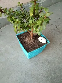 Natural Jade Plant-thumb3