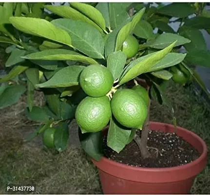 Natural Lemon Plant-thumb0