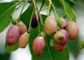 Natural Jamun Plant-thumb4