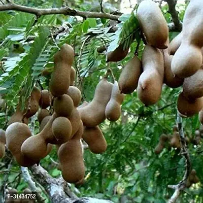 Natural Tamarind Plant-thumb2