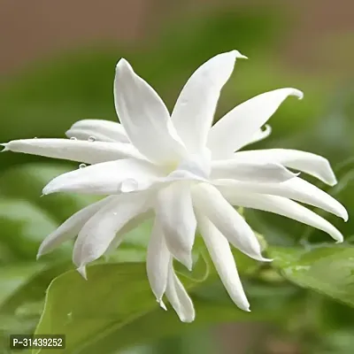 Natural Night Bloom Jasmine Plant-thumb0