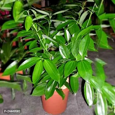 Natural Bay Leaf Plant-thumb0