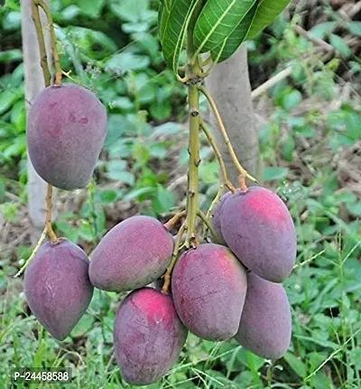 Natural Mango Plant