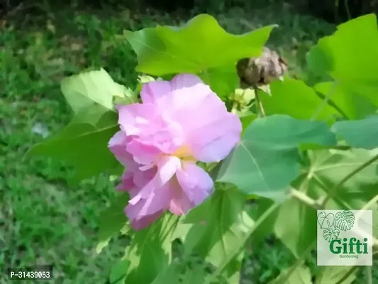 Natural Lotus Plant-thumb2