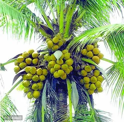 Natural Coconut Plant-thumb0