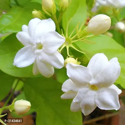 Natural Jasmine Plant-thumb2