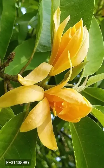 Natural Golden Champa Plant-thumb2