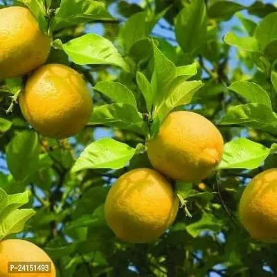 Lemon Plant-thumb2