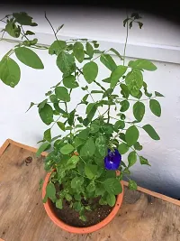 Aparajita/ Butterfly Pea Plant-thumb1