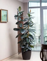 Natural Rubber Tree-thumb2