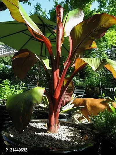 Natural Banana Plant