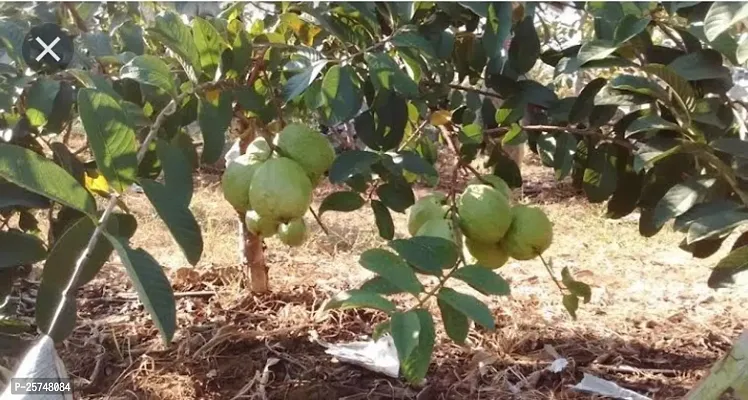 Guava Plant-thumb0