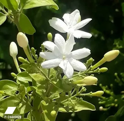 Natural Jasmine Plant-thumb0