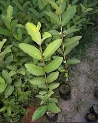 Natural Guava Plant-thumb2