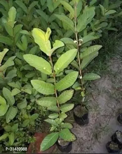 Natural Guava Plant-thumb3