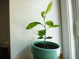 Natural Cherry Fruit Plant-thumb4