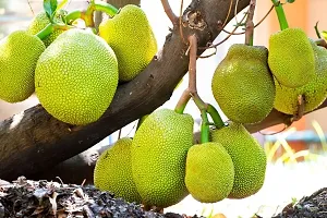 Jackfruit Plant-thumb2