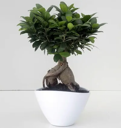 Limited Stock!! Plant & Planters 