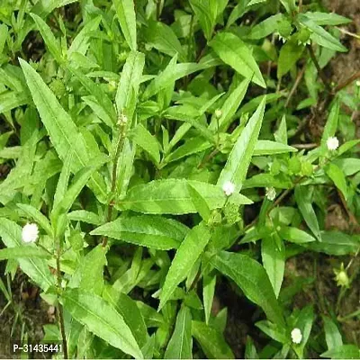 Natural Bhringraj Plant-thumb0