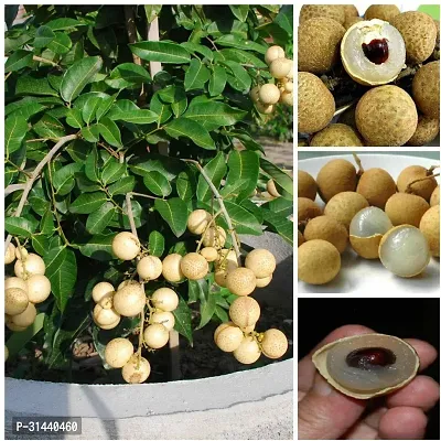 Natural Litchi Plant-thumb0