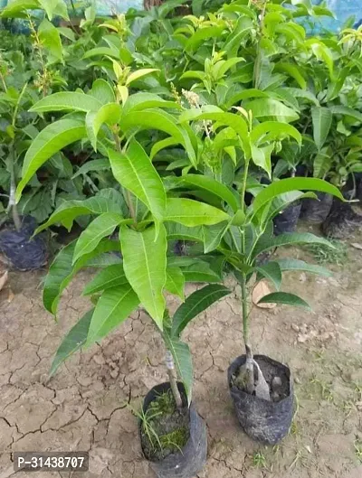 Natural Mango Plant-thumb0