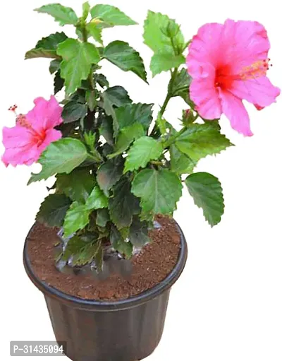 Natural Hibiscus Plant With Pot-thumb0