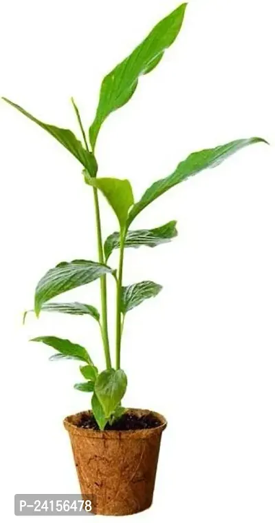 Elaichi/Cardamom Plant