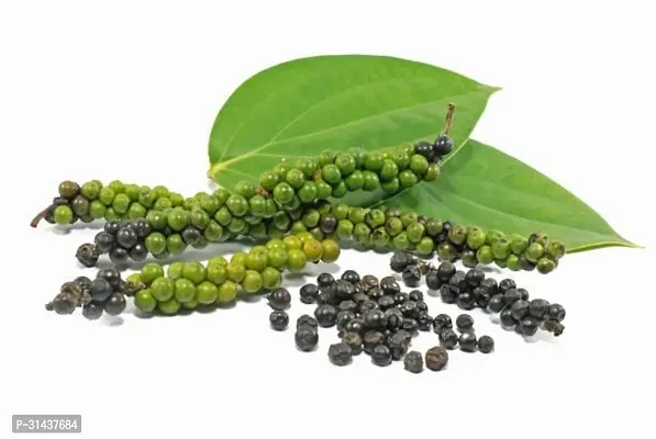 Natural Black Pepper Plant-thumb3