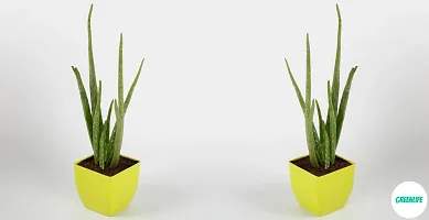 Aloe Vera Plant-thumb1