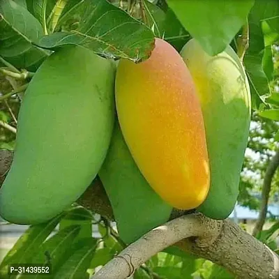 Natural Mango Plant-thumb0