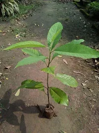 Natural Golden Champa Plant-thumb4