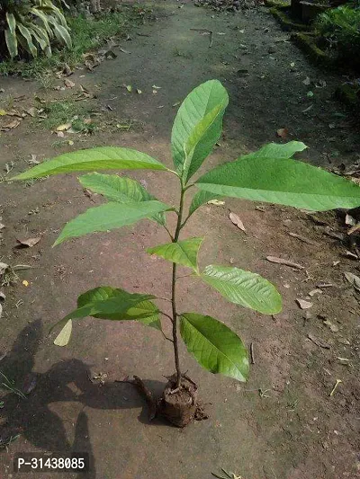 Natural Golden Champa Plant-thumb5