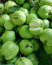 Natural Guava Plant-thumb2