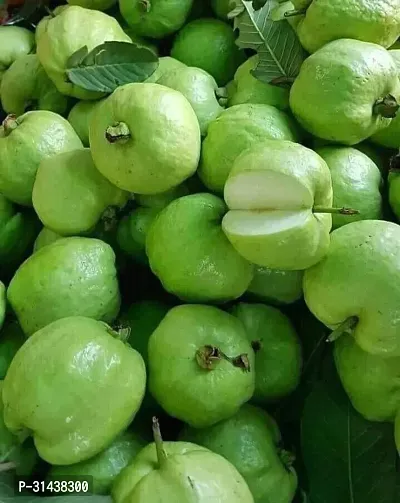 Natural Guava Plant-thumb3