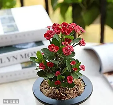 Natural Euphorbia Plant-thumb0