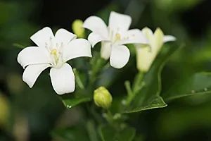 Natural Madhu Kamini Plant-thumb2