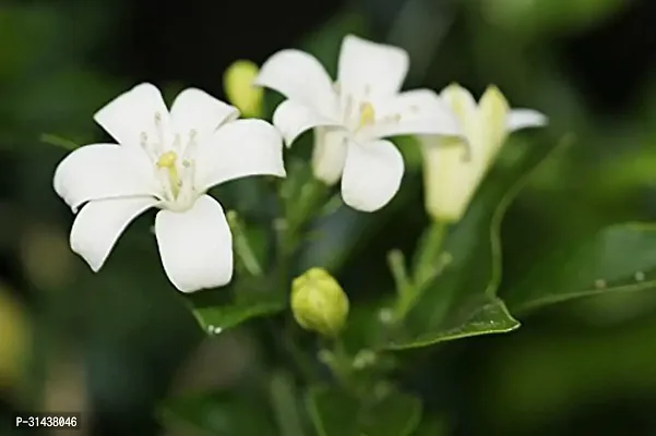 Natural Madhu Kamini Plant-thumb3