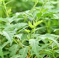 Natural Neem Plant-thumb1