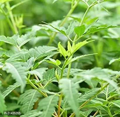 Natural Neem Plant-thumb2