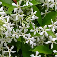 Natural Jasmine Plant With Pot-thumb1