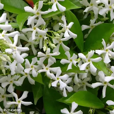 Natural Jasmine Plant With Pot-thumb2