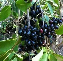 Natural Jamun Plant-thumb1