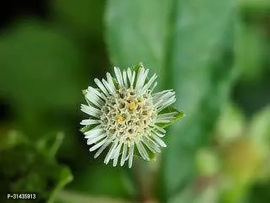 Natural Bhringraj Plant-thumb0