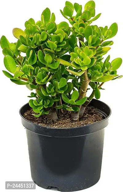 Natural Crassula Bonsai Plant-thumb3